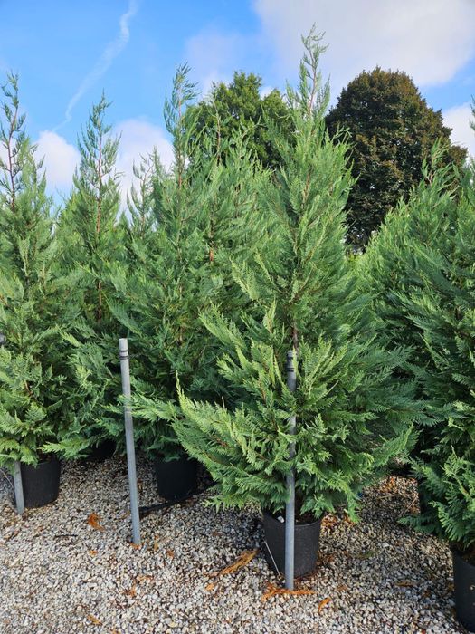 Vand leylandii de mai multe dimensiuni