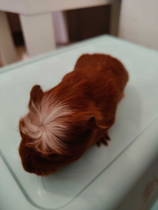 Продавам морски свинчета