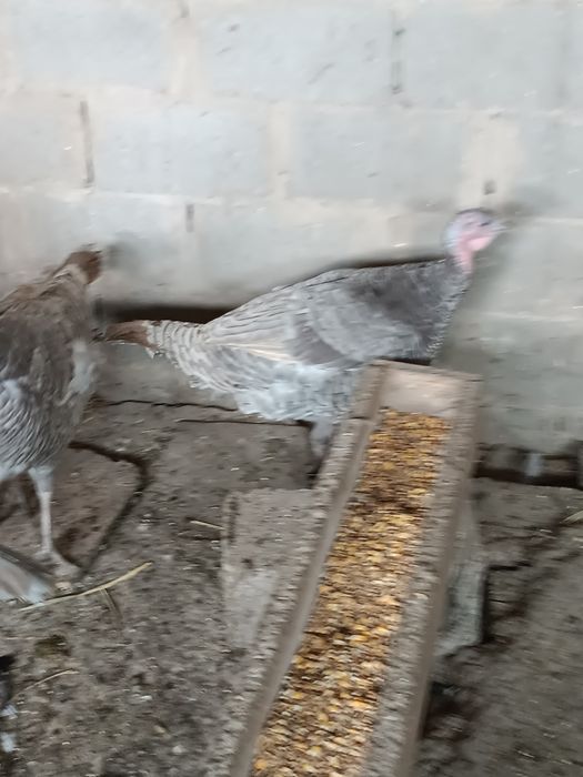 Индюшки     индюшки