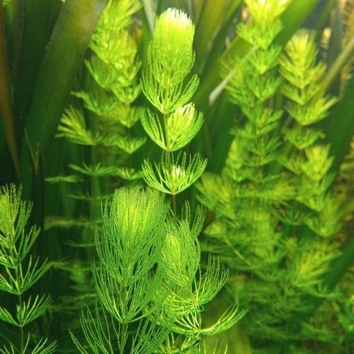 Продам трава для аквариума Роголистник