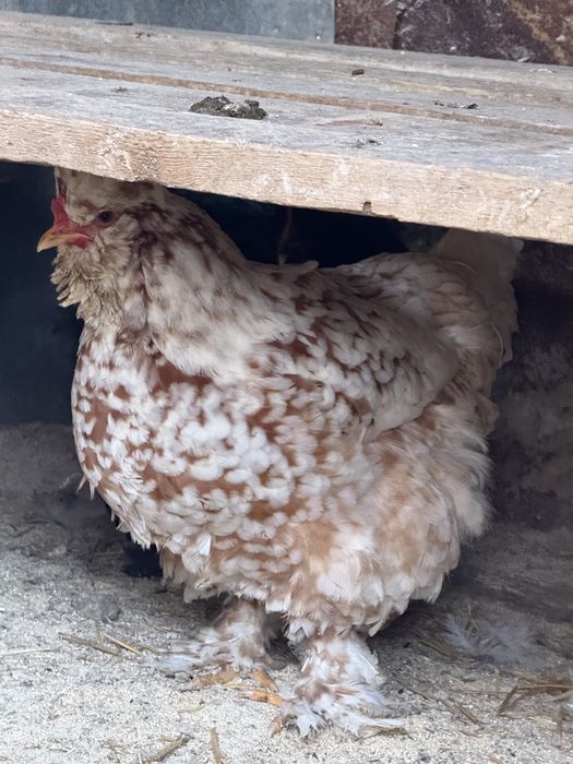 Разплодени яйца