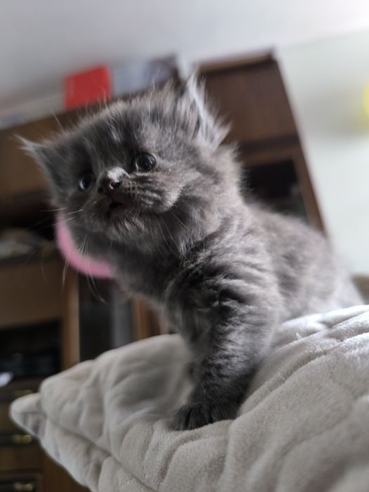Продаются котята британцы