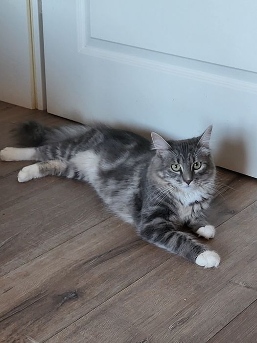 Pet sitter Brașov