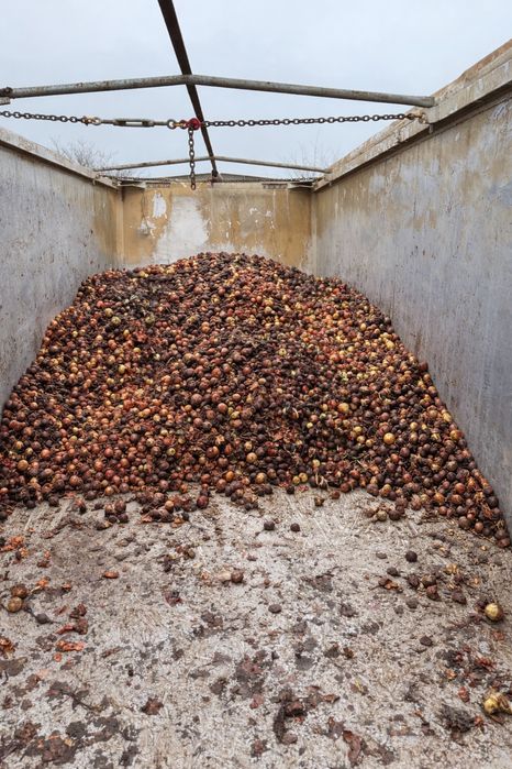 Donăm sfecla rosie si ceapa ~ 4 tone Gratis