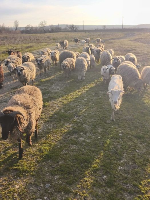 Daca va intereseaza aveti nr meu de tel mai jos.