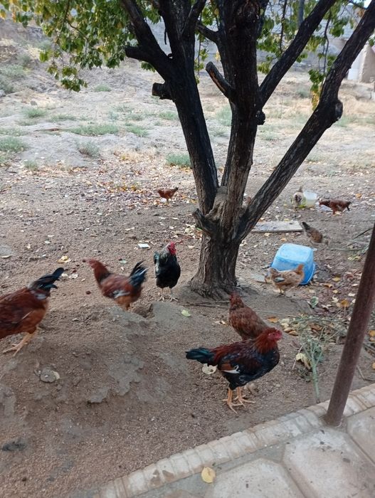 Tovuk hurozlar sotiladi