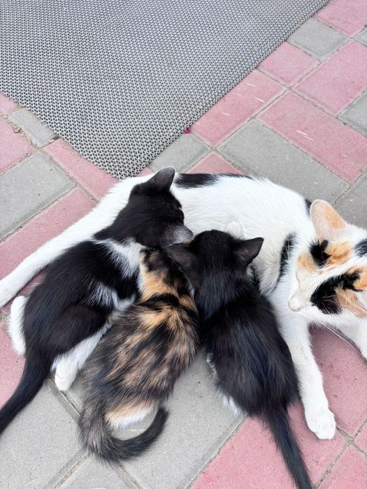 Отдам котят в добрые руки