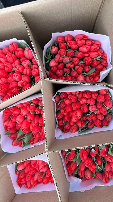 Премиальные тюльпаны