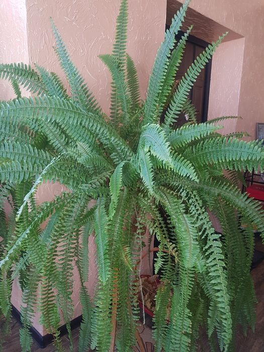 Комнатные. Растения