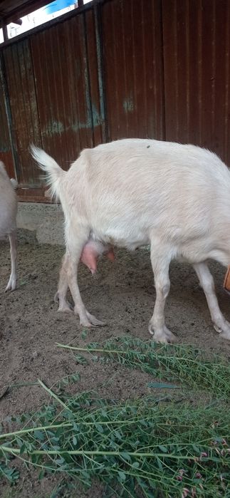 Занен пародалы ешкилер  сатылады