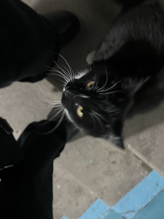 Отдам кота в добрые руки