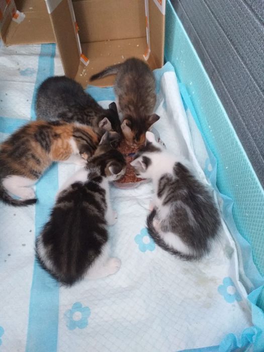 Donez pisici doar in județul Mehedinți