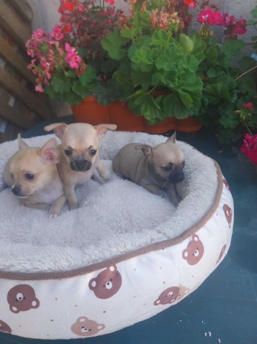 Chihuahua rasă pură pentru rezervare
