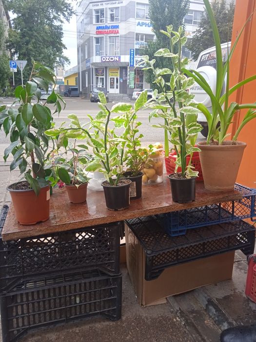 Продам цветы комнатные в горшках.