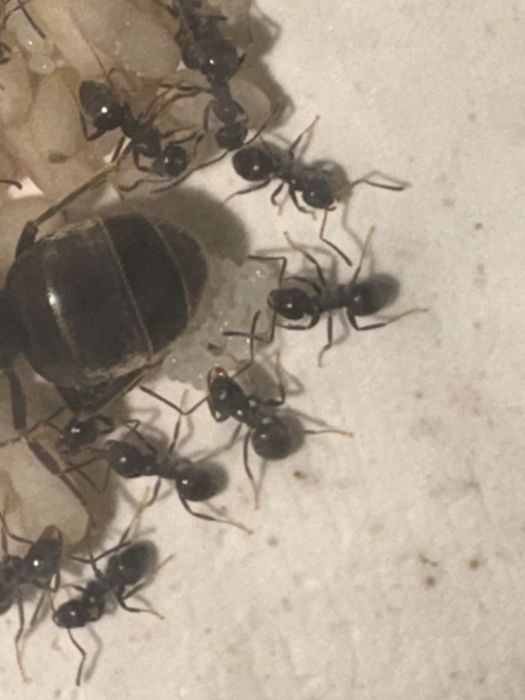 Муравьи  Lasius Niger с Польши