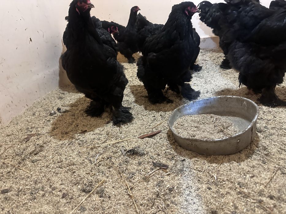 Яйца инкубационные брам черный