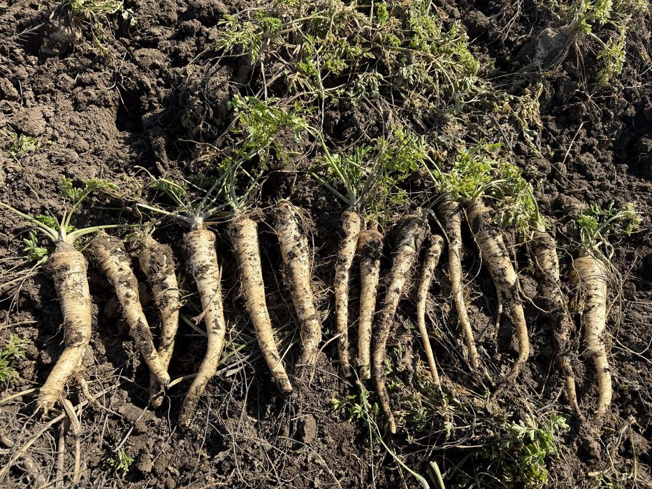 Vand patrunjel, pastarnac