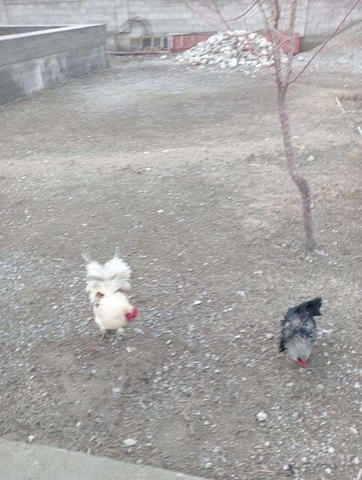 Қораздар былтырғы балапандар