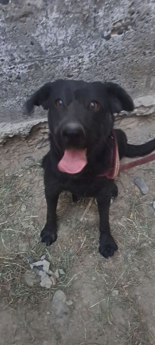 собака домашни догаворно