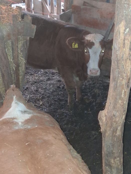 Viței mari de vânzare bucata 6500lei aproximativ 250  300 kilograme prețul  negociabil  din 4 doi se vând la ales