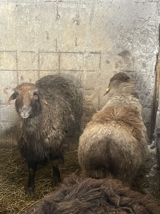 Семіз қой ешкілер сатылады