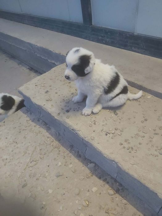 Каракачански кучанца