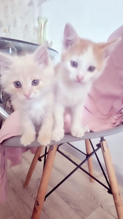 Котята мальчики в добрые руки