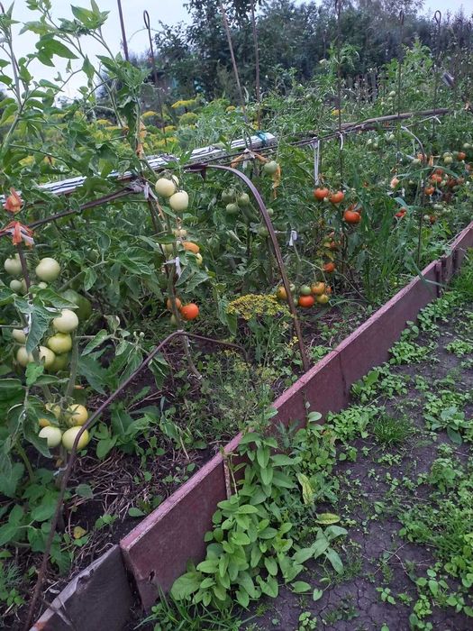 Продам дачу.Кировец 1 .ДСР.