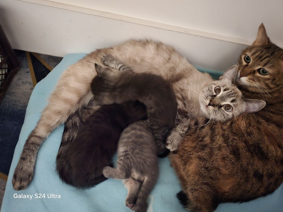 Котята домашние, в добрые руки