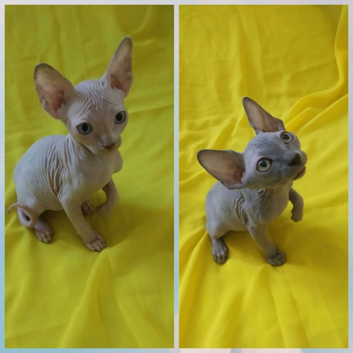 Здравствуйте  продаются котята канадского сфинкса