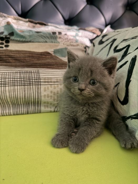 Британски късокосмести котета