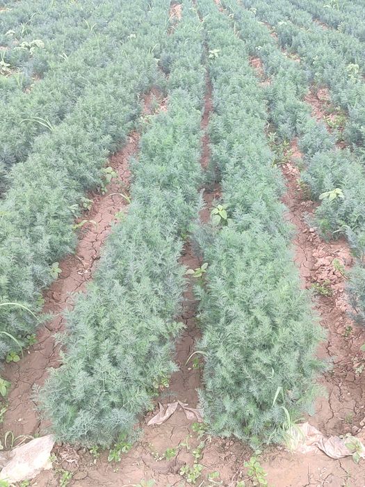 зелен укроп сатылады