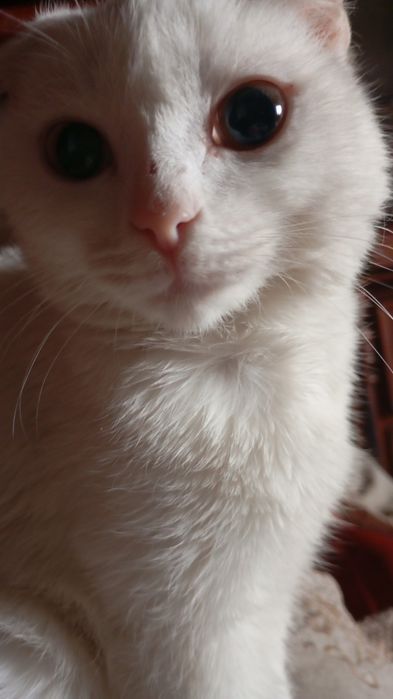 Кошечка вислоухая, чисто белая.