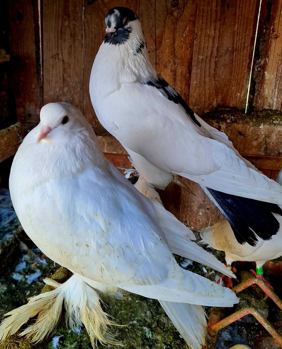 Porumbei Frumosi Linie Maraton Ieftin