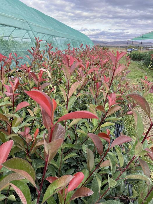 Gard Viu Laur Englezesc Prunus Laurocerasus Photinia Red Robin Leyland