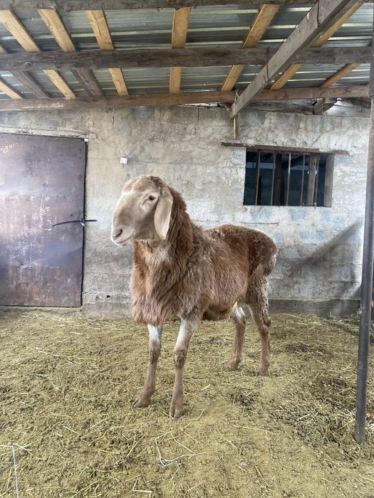 Продам кошкарчик Арашан