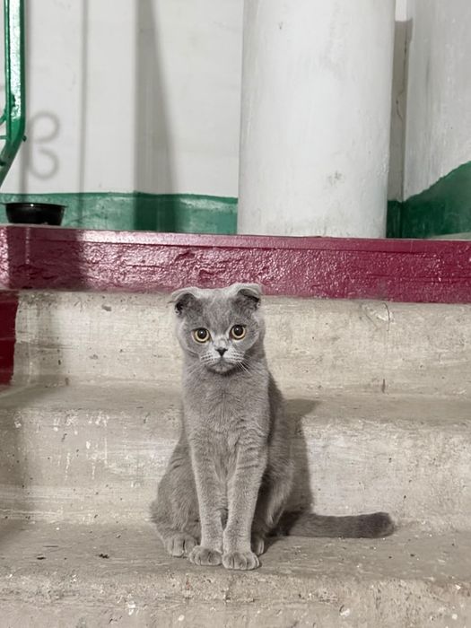 Кошечка в ответственные руки