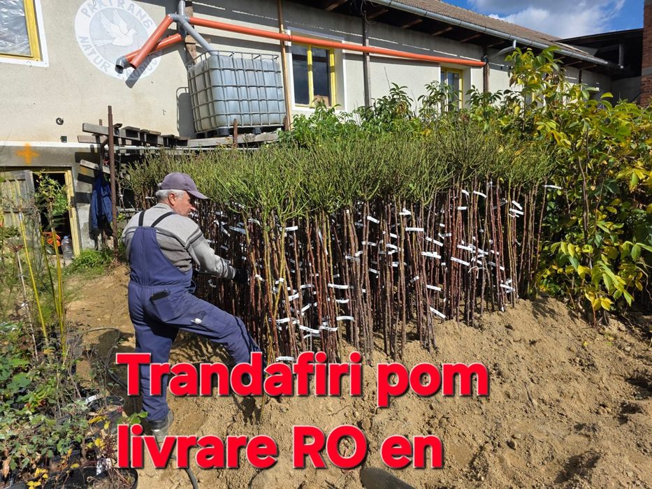 Nuc.Castan.Alun.Paulownia.Trandafir dulceata.Corn.Soc.Prun.Afin.Coacaz