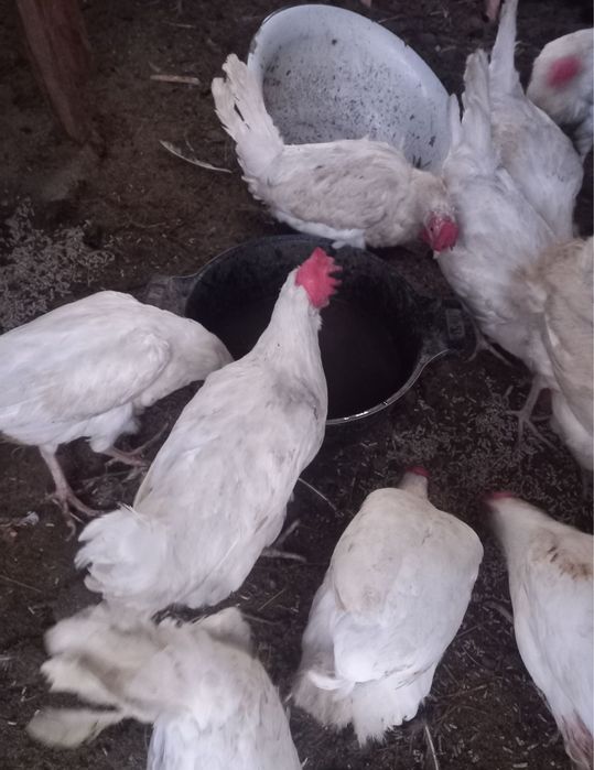 Продам несушек Леггорн