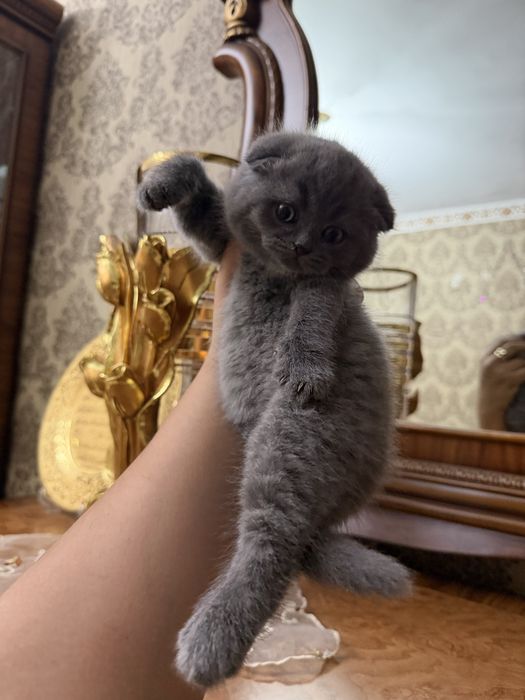 Mushuk Koshka Zottor