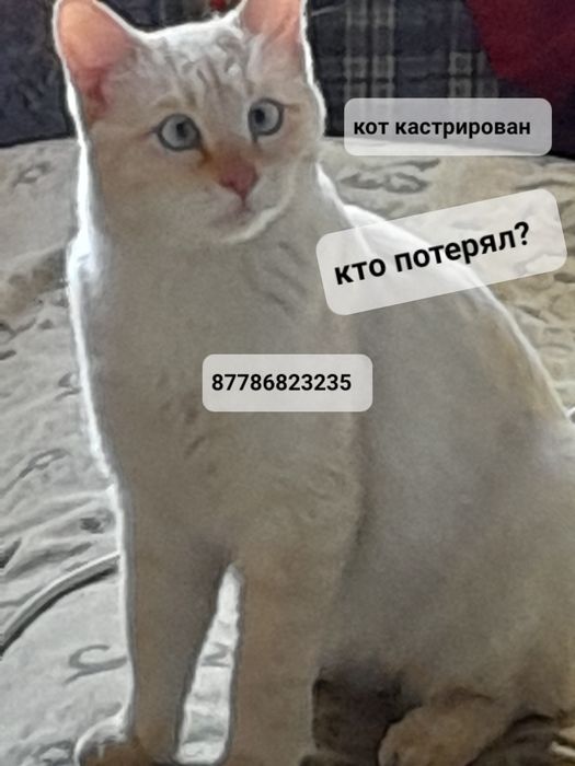 Котик потеряшка нашли