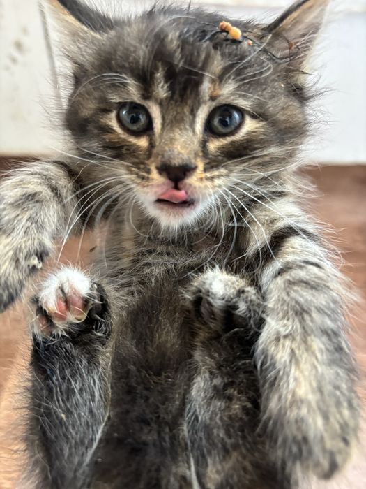 котики домашние 2 девочки 1 мальчик