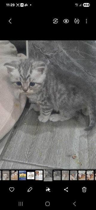 Шотландские котята