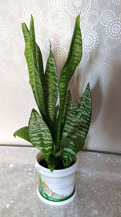 Комнатные растения