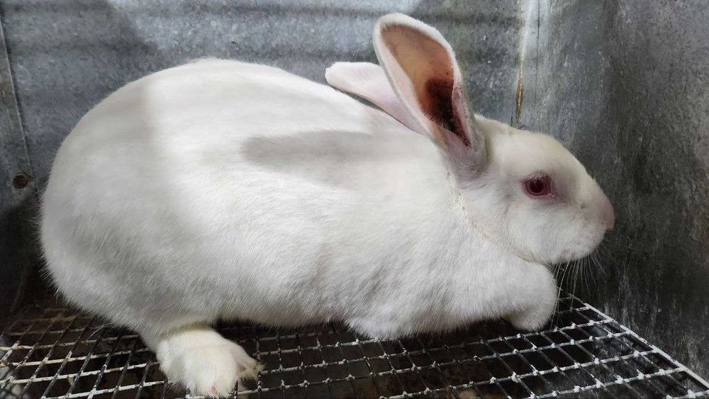 [СРОЧНО!!! СКИДКА!!!] Самки Хиколь