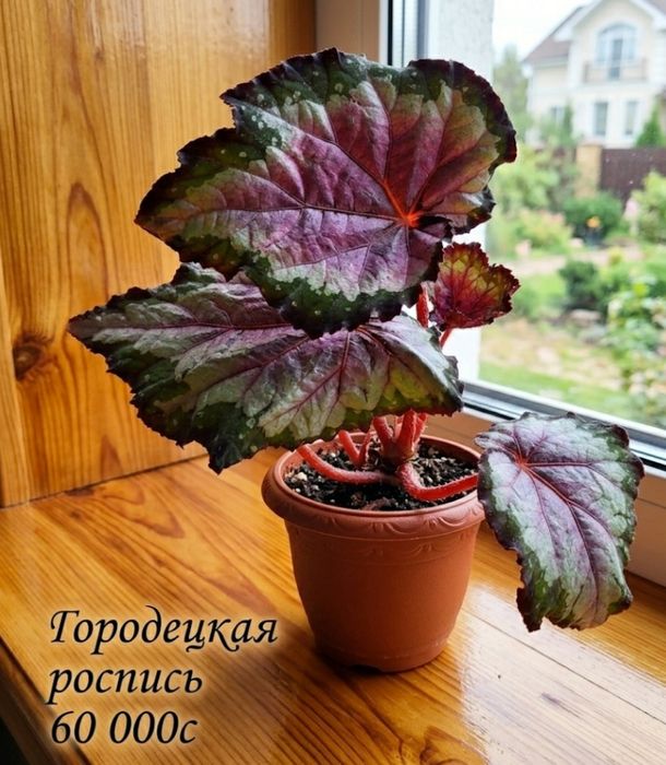 Бегонии сортовые.