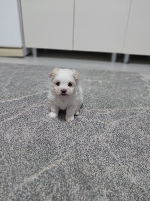 Catel bichon maltese miny