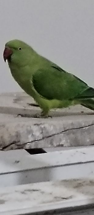 Qush  sotililadi
