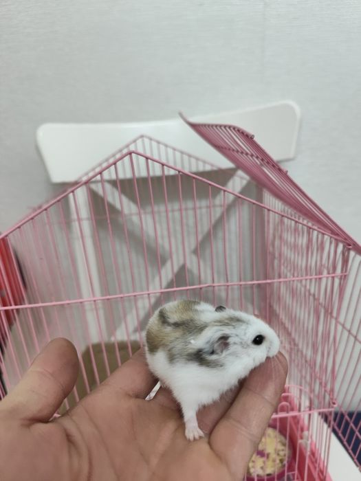 Хомяк шунгарик девочка