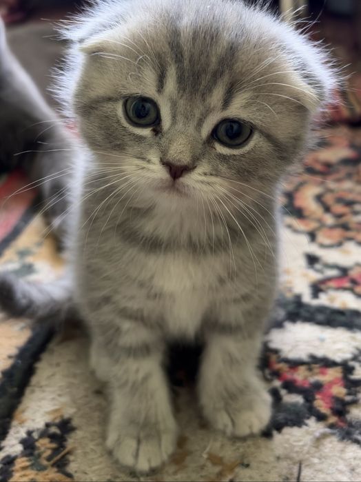 Вислоухая кошка скотиш фолд и Страйт